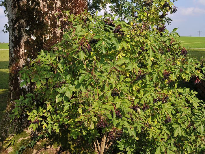 Schwarzer Holunderstrauch, botanischer Name Sambucus nigra, mit Beeren in einem Garten