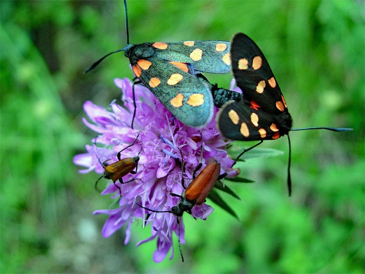 Zwei Sechsfleck-Widderchen oder Erdeichel-Widderchen mit sechs rot-orangen Kreis-Flecken auf den Vorderflügeln im Garten auf einer blass-violetten Skabiose