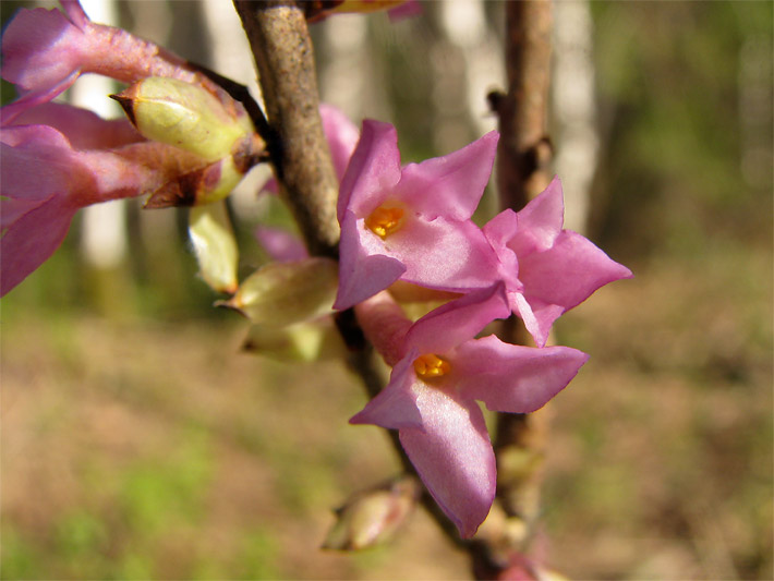 Rosa Blüten vom Echten Seidelbast, botanischer Name Daphne mezereum