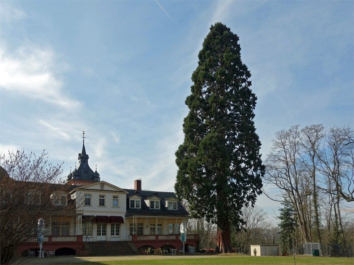 Großwüchsiger Riesenmammutbaum/Berg-Mammutbaum mit dunkelgrünen Nadeln in einem Schloss-Garten