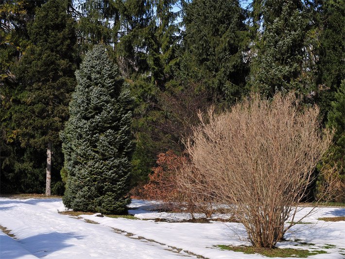 Schmal-kegelige Kleine Serbische Fichte im Winter auf einer schwach mit Schnee bedeckten Wiese vor anderen Nadelbäumen