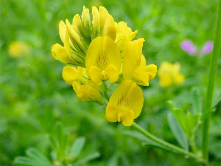 Gelbe Blüten mit Flügeln und Schiffchen von einem Sichelklee (Gelbe Luzerne), botanischer Name Medicago sativa subsp. falcata, auf einer Wiese