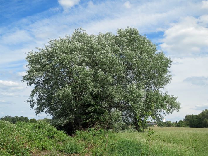 Freistehende, großwüchsige Silber-Pappel