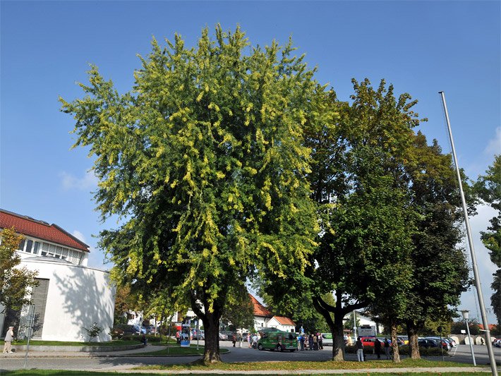 Silberahorn und Spitzahorn im September