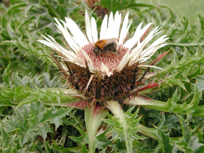 Blühende Silberdistel, botanischer Name Carlina acaulis, mit weißen langen Blütenblättern und brauner Blüten-Mitte, auf der eine Biene sitzt
