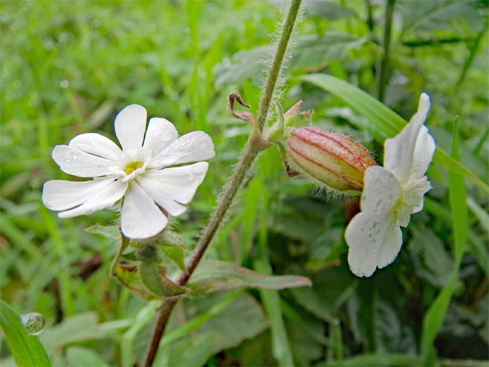 Weiße Blüten einer Nachtnelke bzw. Weißen Lichtnelke, botanischer Name Silene latifolia