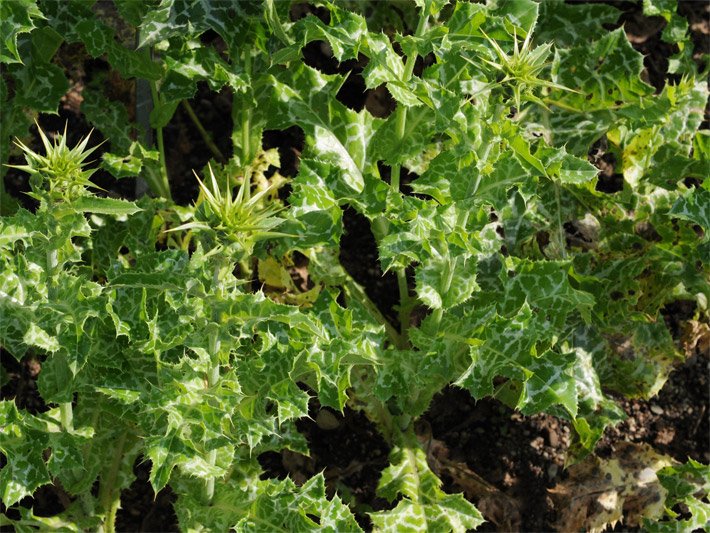 Mariendistel-Pflanzung mit weiß gefleckten Blättern und bis zu etwa fünf mm langen Dornen an den Rändern sowie noch nicht geöffneten Blütenkörben mit etwa 5 cm langen Dornen