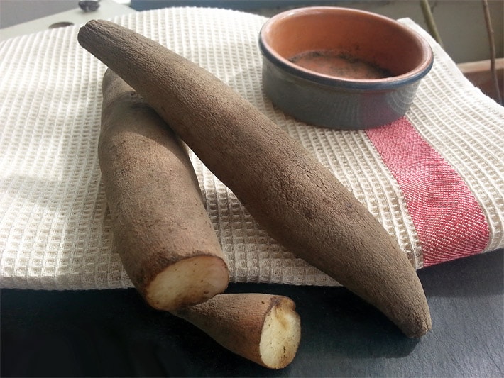 Zwei dunkelbraune am Licht nachgereifte Bio-Yacon-Tubers von Smallanthus sonchifolius auf einem Küchen-Handtuch, eine davon am Ende angeschnitten mit braun oxidierter Anschnittfläche