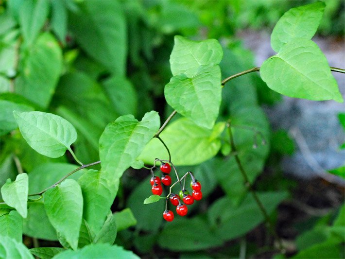 Rote Früchte von einem Bittersüßen Nachtschatten