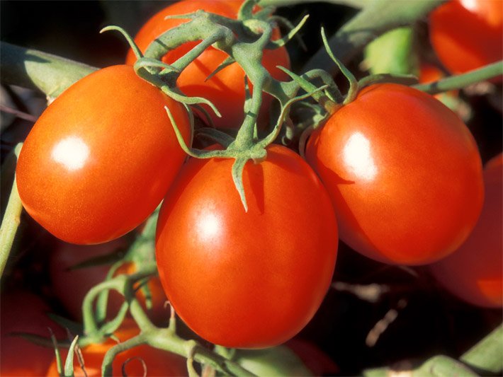 Ungepflückte, leuchtend orange-rote Früchte an einer Tomaten-Pflanze, botanischer Name Solanum lycopersicum, beim Ziehen in einem Gewächshaus