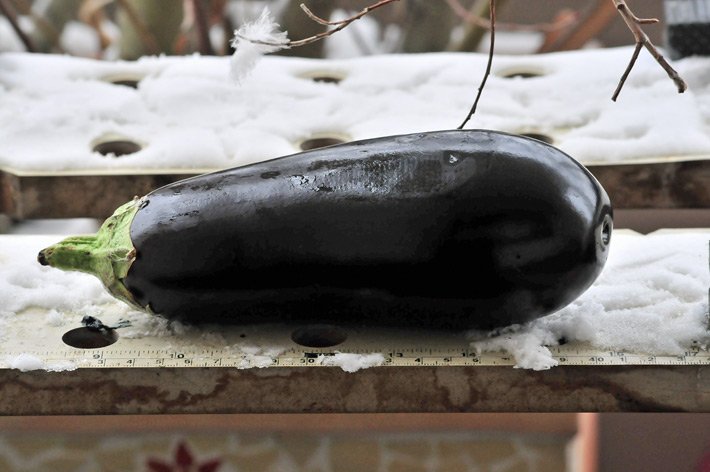 Aubergine im Freien auf einem Marmor-Brett mit Schnee