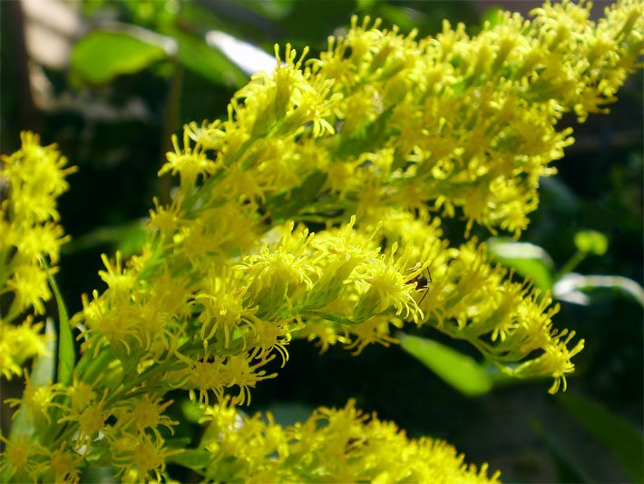 Gelbe Blüten von einer Echten Goldrute