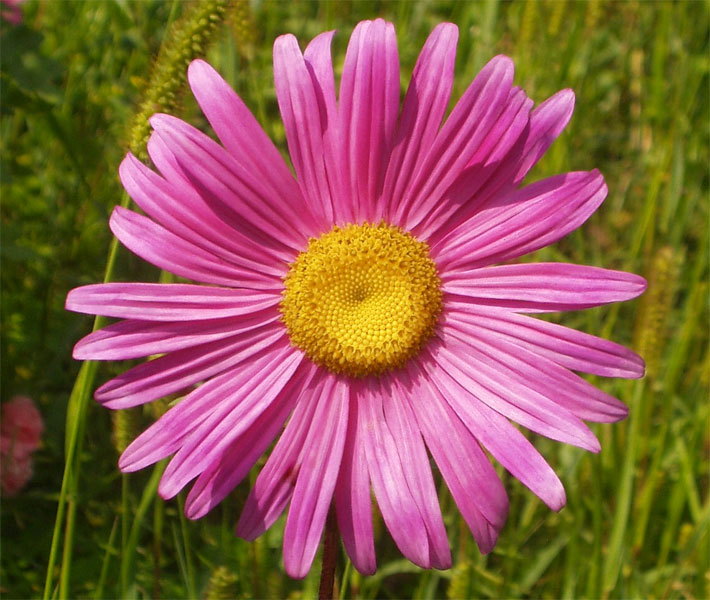 Körbchenblüte einer Sommeraster/Gartenaster, botanischer Name Callistephus chinensis, mit gold-gelbem Blütenkorb und violetten Zungenblüten