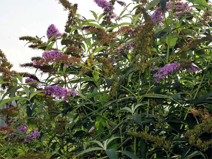 Rosa-violett blühender Sommerflieder, botanischer Name Buddleja davidii