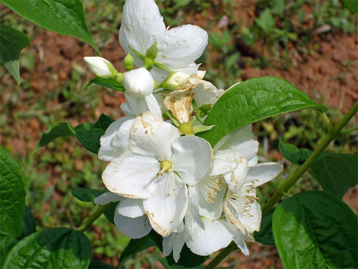 Hellgrüne Blätter und weiße Blüten von einem Sommerjasmin, botanischer Name Philadelphus coronarius