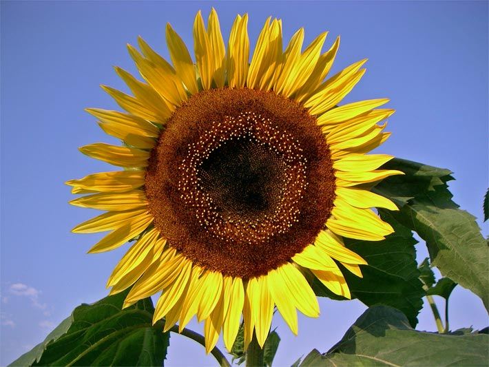 Sonnenblumen-Blüte, botanischer Name Helianthus annuus, mit großem Körbchen-Blütenstand, der aus mittigen Röhrenblüten besteht, die umgeben sind von Zungenblüten