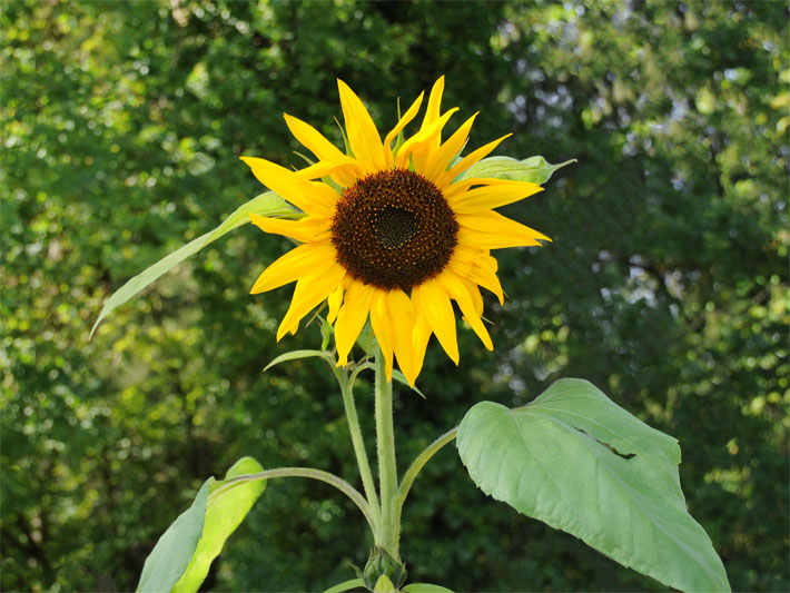 Blumen-Beispiel für einen sonnigen Standort mit einer blühenden Sonnenblume, botanischer Name Helianthus annuus, mit braun-schwarzem Blütenkörbchen und gold-gelben Zungenblüten