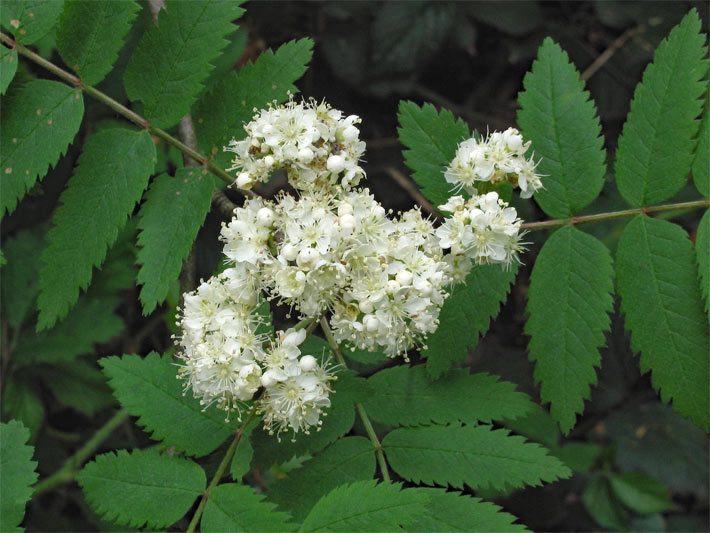 Leuchten weiße, dekorative Blüten von einem Vogelbeerbaum (Vogelbeere, Eberesche), botanischer Name Sorbus aucuparia