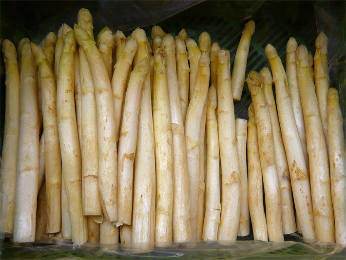 Mehrere weiss-braune Stangen Gemüse-Spargel frisch nach dem Ernten zum Schälen