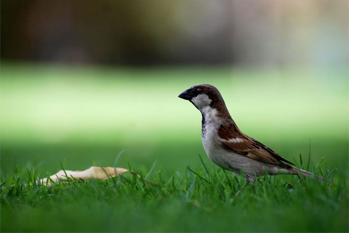 Spatz, faunisch Passer domesticus, auf einer Garten-Wiese