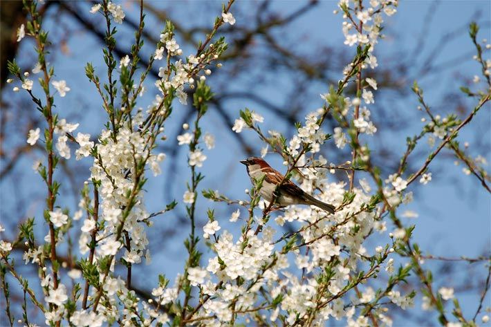 Spatz auf einem Eingriffeligem Weißdorn in weisser Blüte