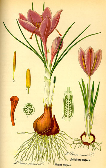 Botanische Illustration von einem Safran-Krokus (Crocus sativus) aus dem Buch von Prof. Dr. Otto Wilhelm Thomé - Flora von Deutschland, Österreich und der Schweiz - von 1885, Gera, Deutschland