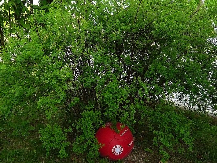 Spiere / Spierstrauch, botanischer Name Spirea, als Kleinstrauch mit hellgrünen Blättern und einem darunter liegenden roten Fussball mit FC-Bayern-Aufdruck im Garten
