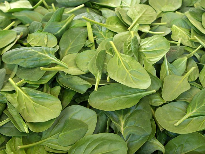 Blass-grüne ovale Spinatblätter vor dem Zubereiten