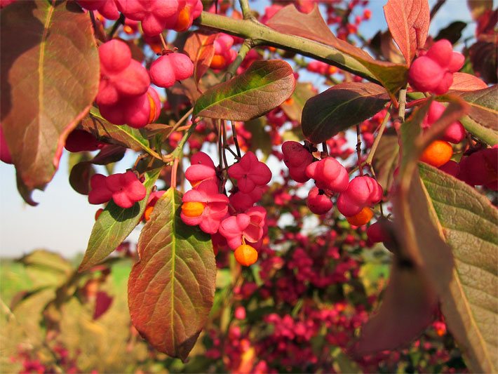 Rötlich-dunkelgrüne Blätter, rosa-rote Früchte und dunkelgelbe Samen vom Europäischen Pfaffenhütchen, auch Spindelbaum genannt