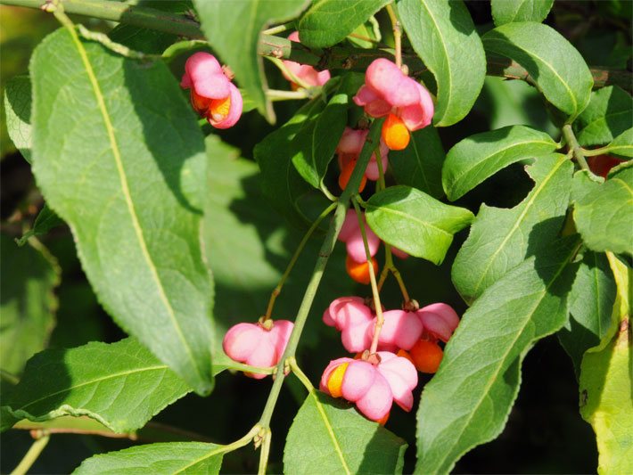 Grüne Blätter und rosa Früchte mit gelben Samen von einem Gewöhnlichen Spindelstrauch, botanischer Name Euonymus europaeus