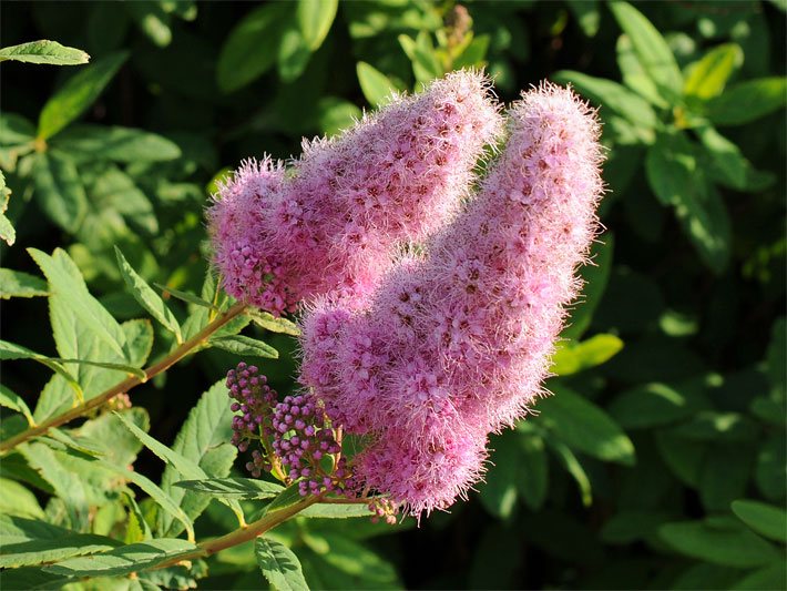 Rosa-violette Blüten von einer Kolben-Spiere der Sorte Triumphans, botanischer Name Spiraea billardii