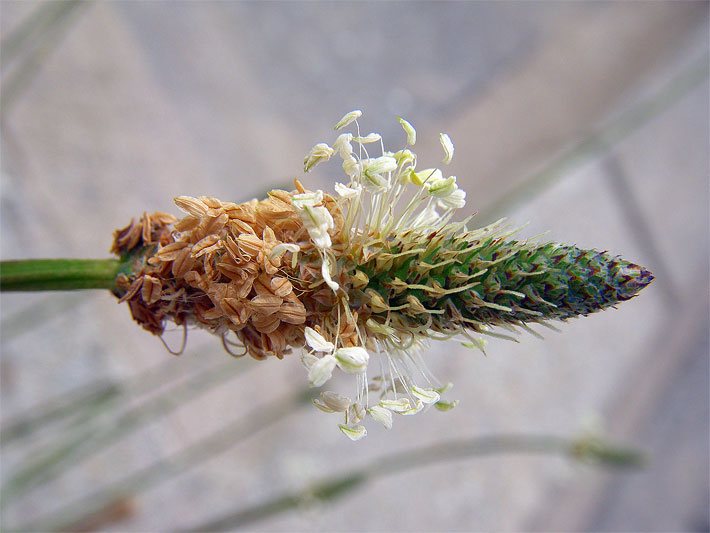 Blüte von einem Spitzwegerich, botanischer Name Plantago lanceolata, mit walzenförmigem, ährigem Blütenstand und kurzen, weißen Bürstenblüten