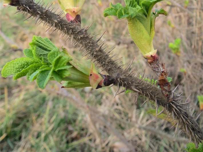 Ast einer Kartoffel-Rose, botanischer Name Rosa rugosa, mit Stacheln und hellgrünen Blätter-Knospen