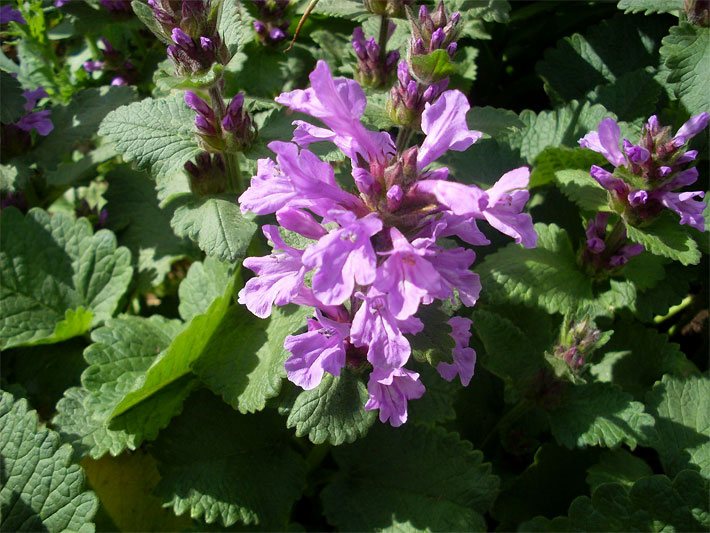 Rosa-violette Blüten von einem Großblumigen oder Großblütigen Ziest auf dem Balkon