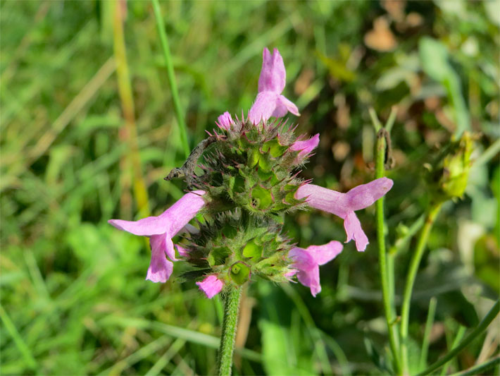 Lippenblüten mit rosa-violetter Blüten-Farbe einer Echten Betonie, auch Heil-Ziest, botanischer Name Stachys officinalis