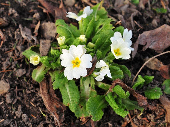 Weiss blühende Erd-Primeln/Kissenprimeln (auch Stängellose Schlüsselblume), botanischer Name Primula vulgaris, mit verwelkten Laubblättern in einem großen Blumenkasten auf dem Balkon