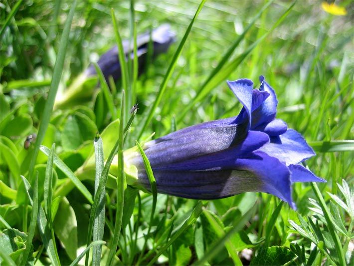 Blau blühender Kochscher Enzian / Stängelloser Enzian, botanischer Name Gentiana acaulis, in einer Wiese