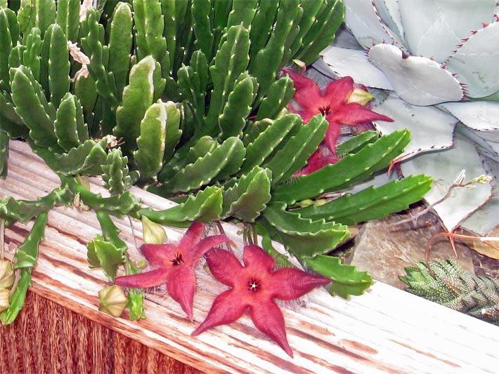 Hell-rote (purpur-farbene) Klemmfallen-Blüten einer Glatten Stapelie, botanischer Name Stapelia glabricaulis