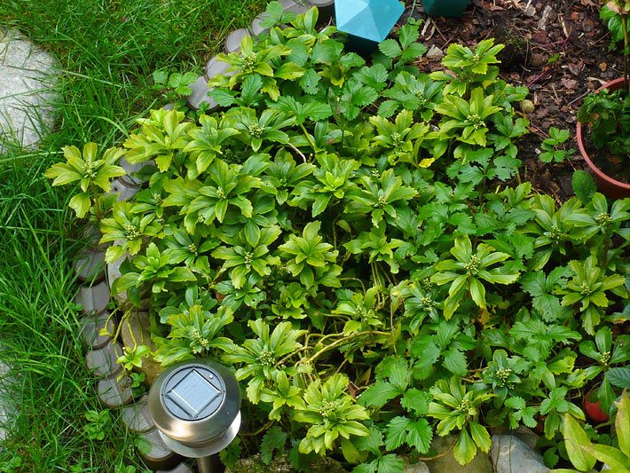 Verschiedene Bodendecker-Stauden mit Solar-Gartenlampe