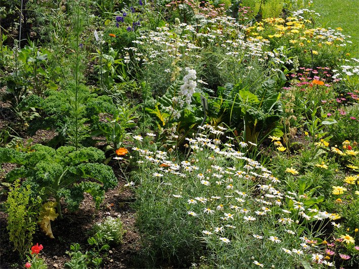 Buntes, mehrjähriges Staudenbeet mit verschieden-farbigen Blumen-Blüten