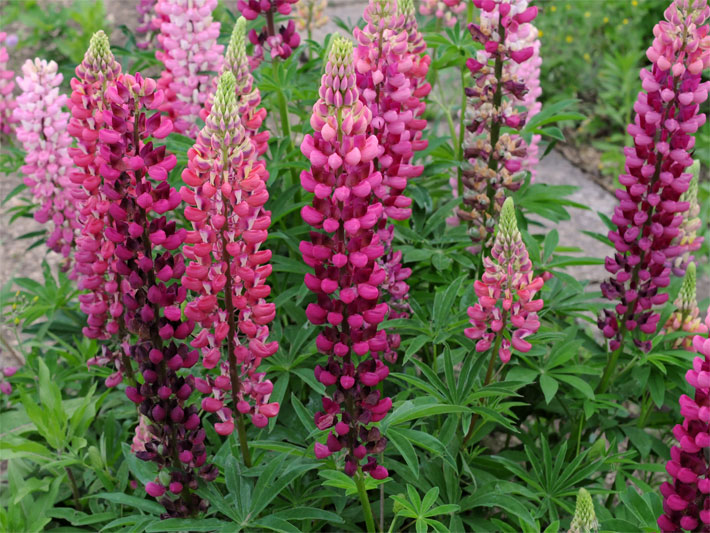 Purpurrot bis pink und rosa blühende Stauden-Lupinen, botanischer Name Lupinus polyphyllus, in einem Beet