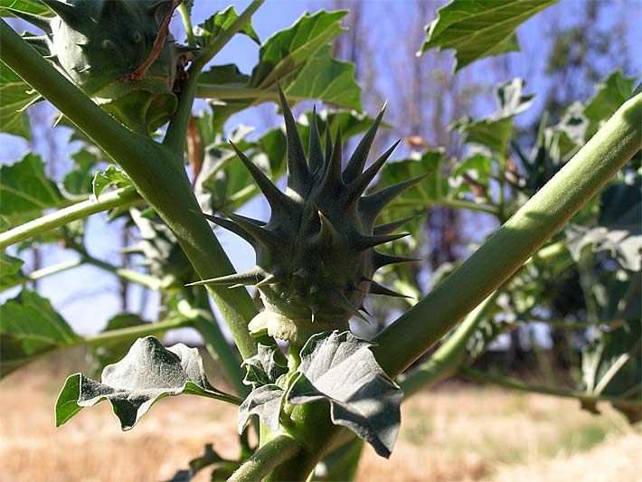 Stachelige Frucht vom Dornigen Stechapfel, botanischer Name Datura ferox