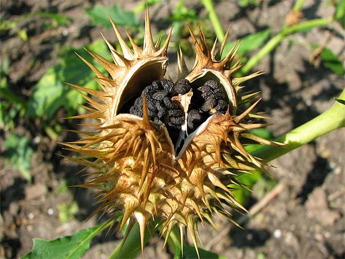 Geöffnete Frucht mit Samen vom Gemeinen Stechapfel, botanisch Datura stramonium