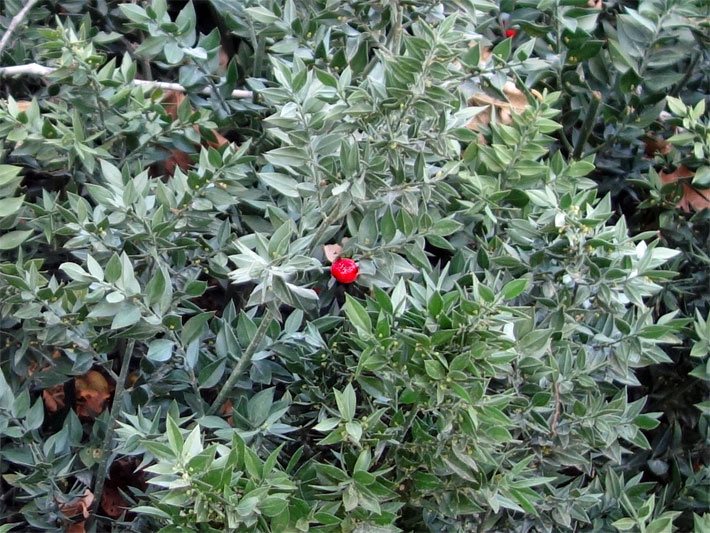 Stechender Mäusedorn, botanischer Name Ruscus aculeatus, mit roter Frucht und Blättern mit spitzen Stacheln an der Blattspitze