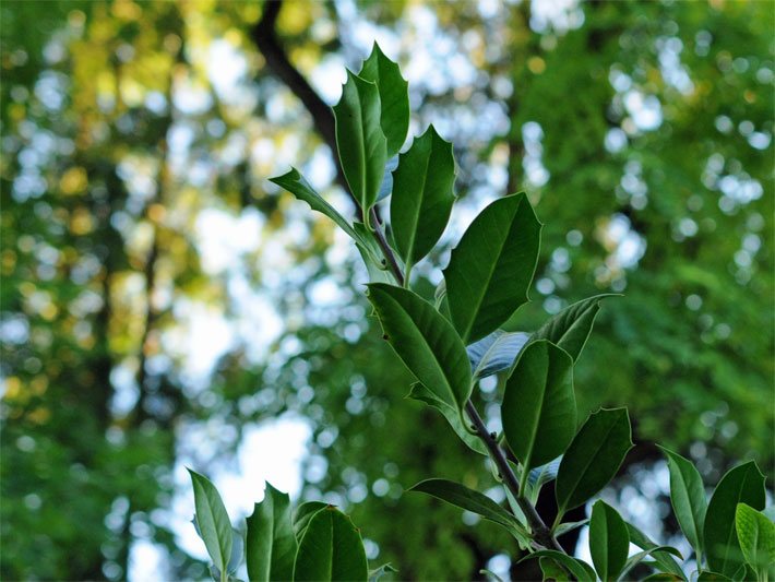 Ovale Blatt-Dornen einer Europäischen Stechpalme, ein Laubbaum, der seine Blätter nicht verliert