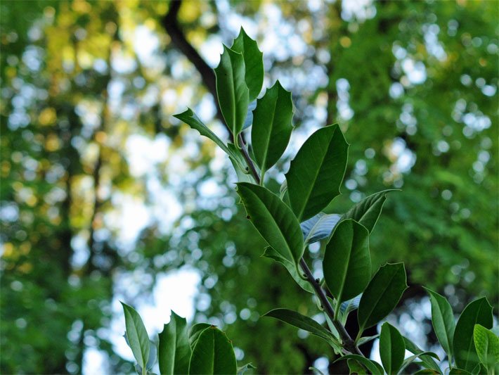 Blätter bestimmen laubbäume heimische Baum