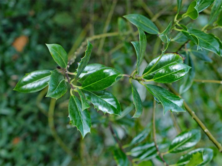 Dunkelgrüne, elliptisch-förmige, glänzende Stechpalmenblätter am Rand mit Stacheln besetzt im unteren Bereich einer Gemeinen Stechpalme