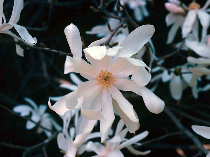 Weiße Blüte einer Stern-Magnolie der Sorte Royal Star, botanischer Name Magnolia stellata