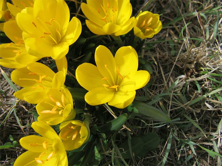 Trichterblüten mit gelber Blüten-Farbe von mehreren Herbst-Goldbechern (Sternbergien), botanischer Name Sternbergia lutea