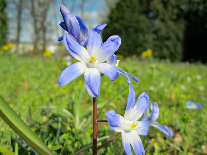 Sternhyazinthe, botanischer Name Chionodoxa luciliae, mit blau-violetten Blüten und weißer Blütenmitte auf einer Garten-Wiese